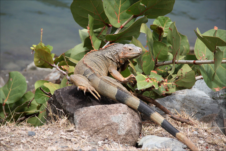 IGUANE VERT - IGUANA IGUANA 