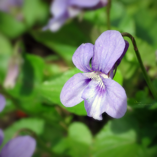 Violette odorante de mars "violette des haies"