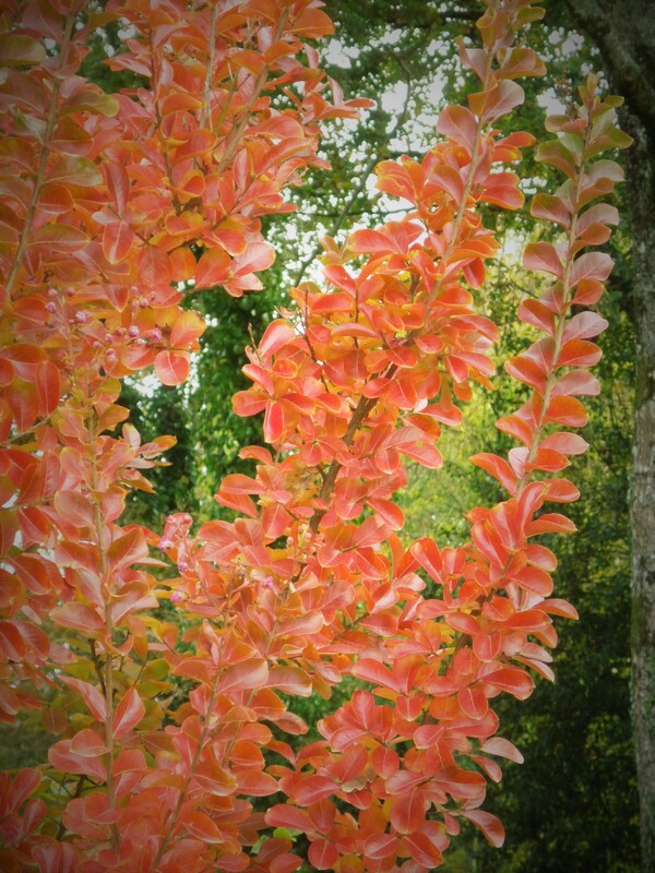 Nature rouge ... Pour Khanel