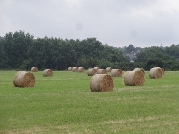 Les foins dans les marais salants