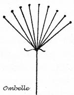 Inflorescences