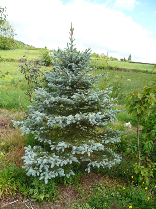 arbres et arbuste