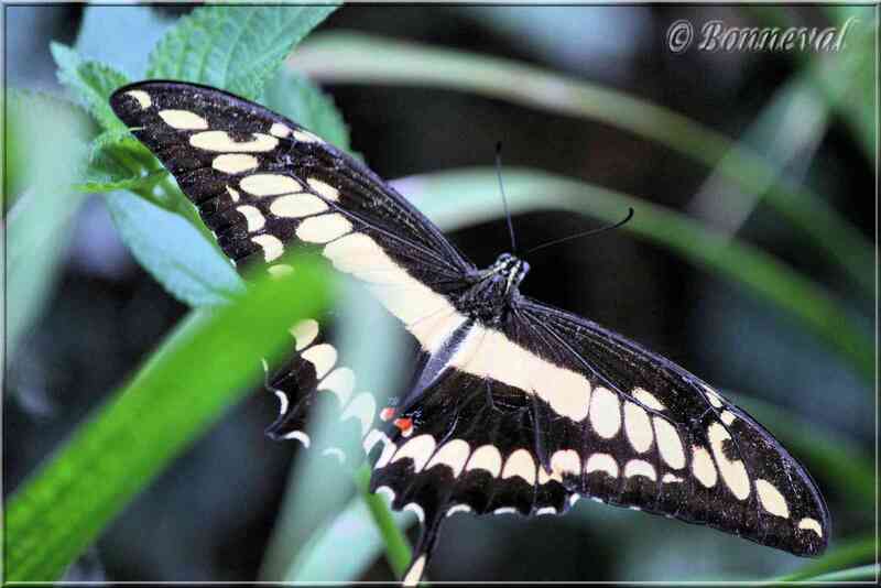 Papillons tropicaux Papilio heraclides cresphontes thoas