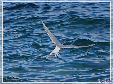 Quelques oiseaux de l'île Ytre Norskoya - Svalbard - Norvège