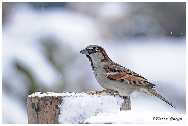 Les très belles photos d'oiseaux en hiver de Jean-Pierre Gurga