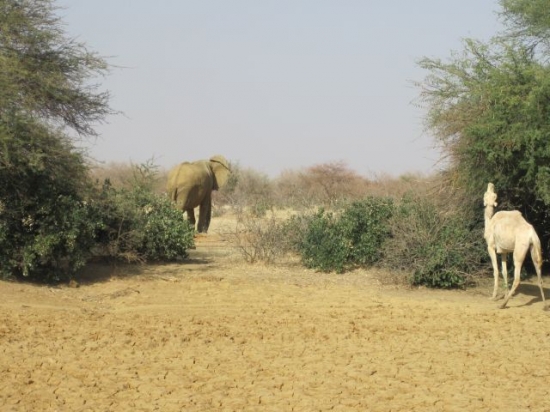 Mali Elephant sur le bord de la route à Boni