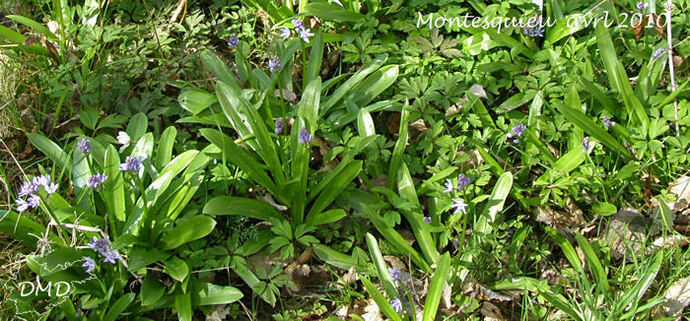 Scilla lilio hyacinthus - Tractema lilio-hyacinthus -- scille lis-jacinthe