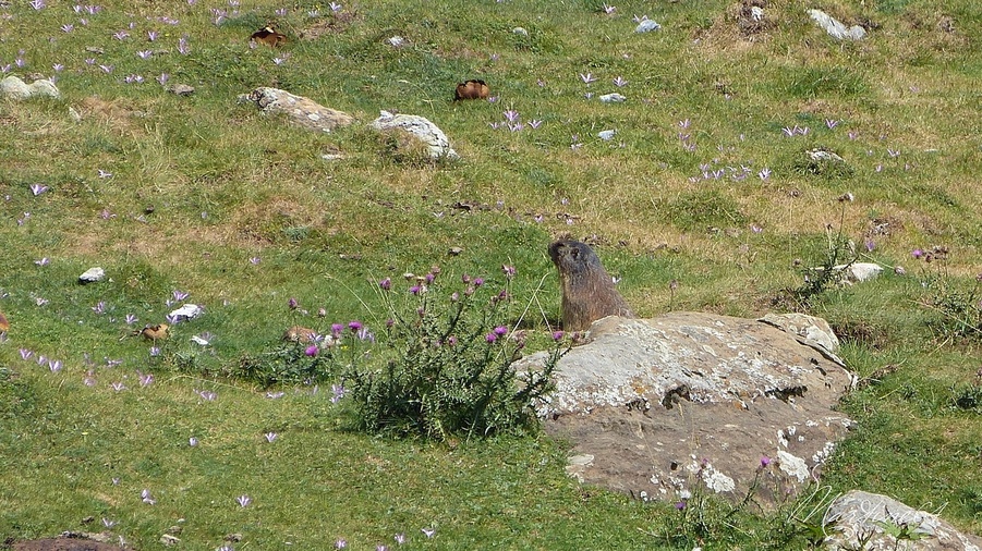 Les marmottes, au Cirque d'Estaubé