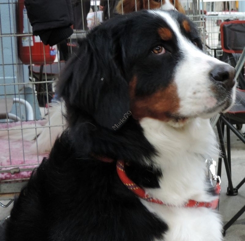 Exposition canine Niort février 2014