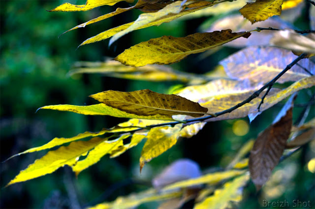 Feuilles de châtaignier en automne - vallée de Pont Calleck - Bretagne