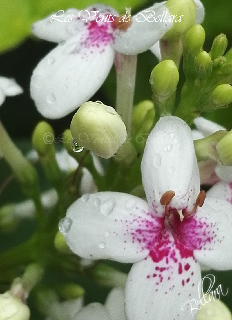 Au milieu des fleurs - 15