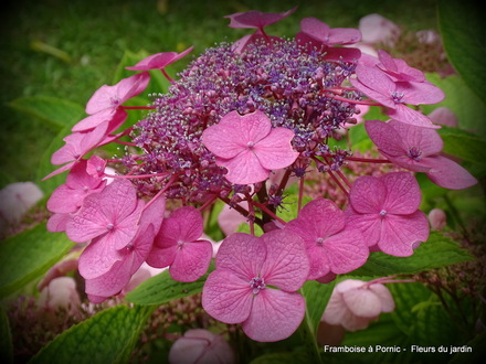 Fleurs dans le jardin 