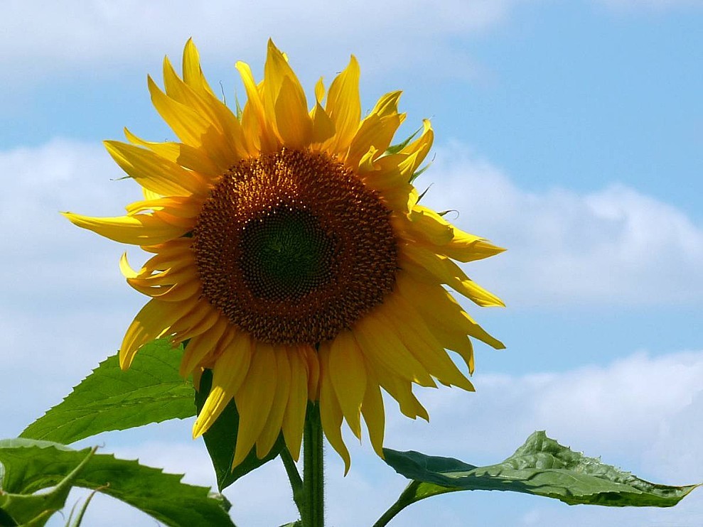 Le-tournesol.jpg