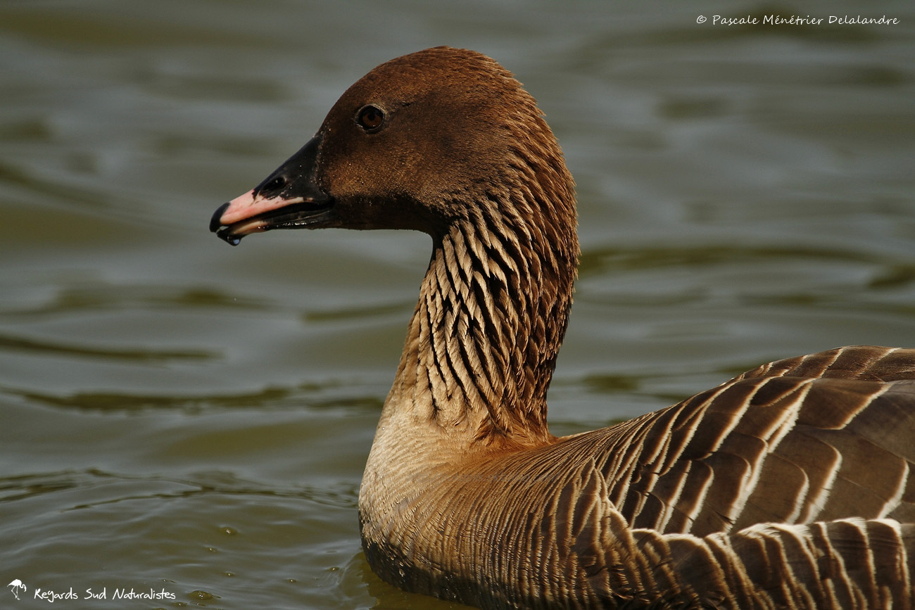 Oie à bec court - Anser brachyrhynchus - Pink-footed Goose