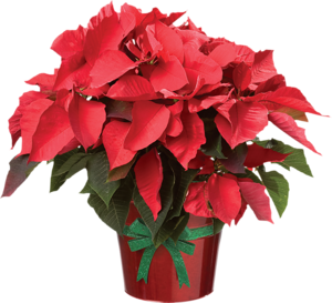 Tubes : Poinsettia 