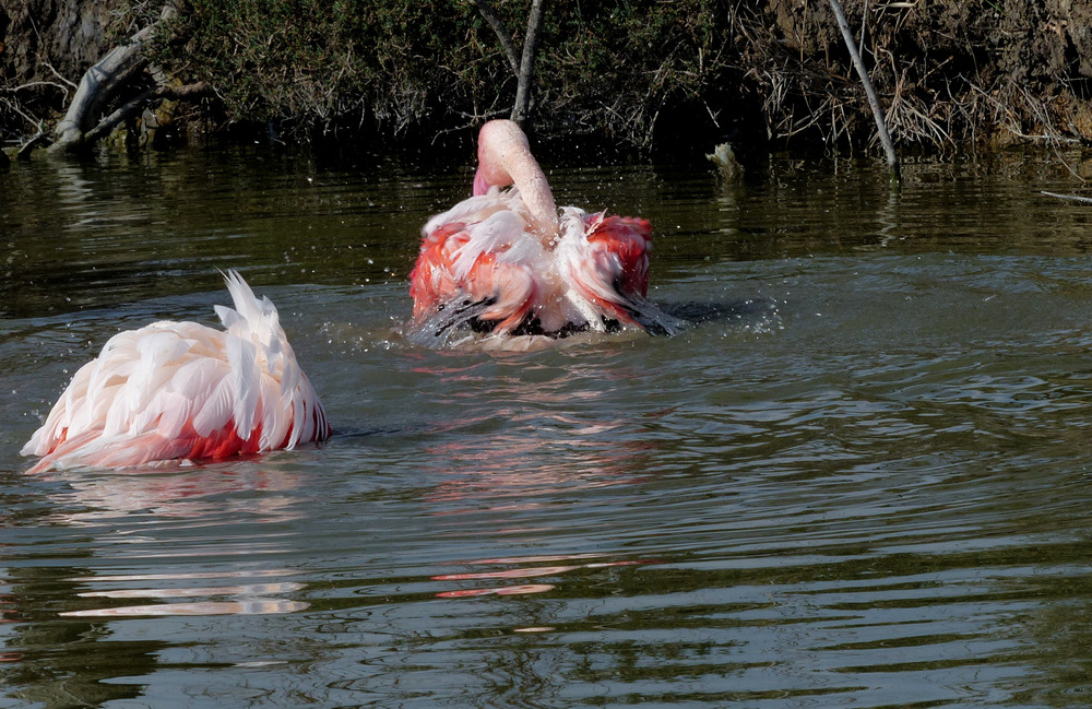 Flamants roses