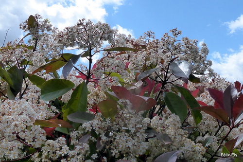 Le photinia : fleurs (2)