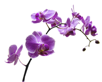 ♥ Orchidée ♥