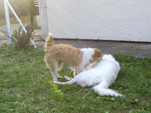 Titi et Grosminet côté chiens