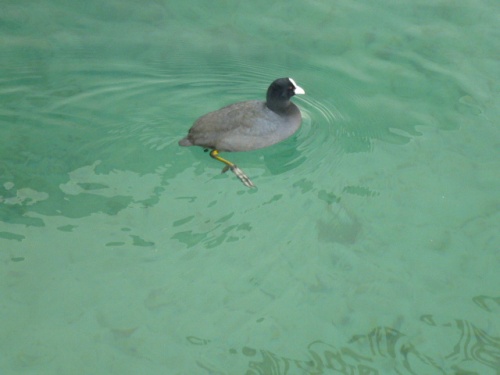       ANNECY,  LA VENISE DES ALPES