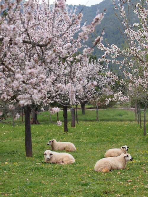 Avril à Majorque  - pêle mêle de photos de printemps.