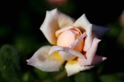 Encore toujours des roses à la Roseraie