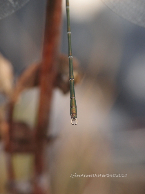  Leste vert ,  Lestes viridis ou Chalcolestes viridis