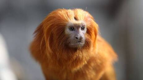 Dix-sept singes rares disparus du zoo de Beauval
