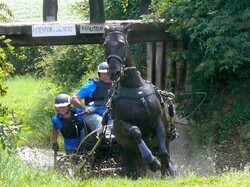 29 Janvier 2017 - Reflexion personnelle sur la dressage en attelage