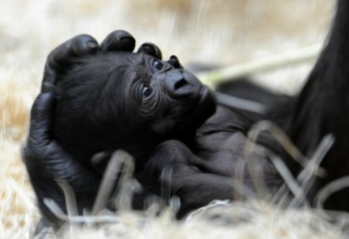 congo rencontre avec les gorilles