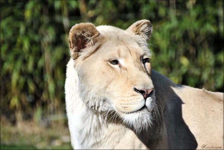 Photo de la lionne "Sana" du zoo de Pessac