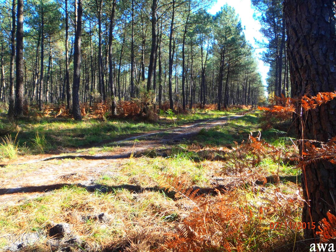 Promenade en forêt a la limite des Landes : Bel automne