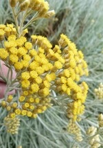 helichrysum italicum seroticum (immortelle à odeur de curry)