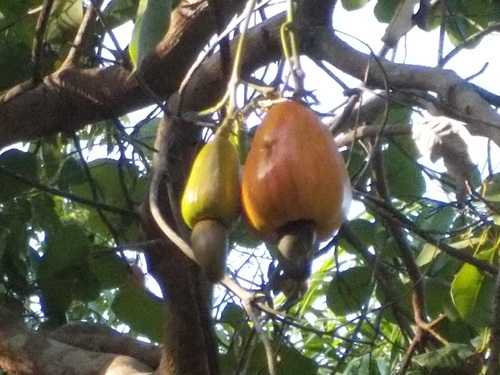 noix de cajou dans son fruit 