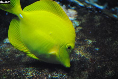 Le Grand Aquarium de St Malo 