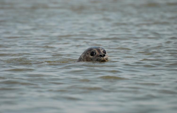 on rencontre souvent