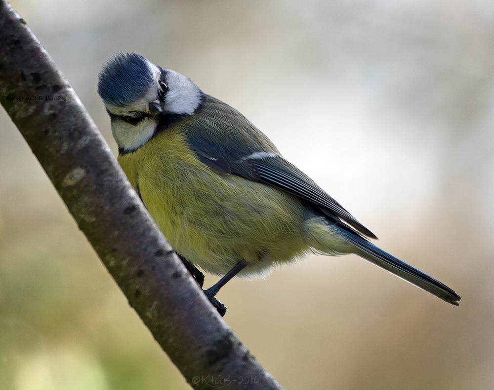 Mésange bleue