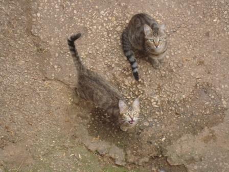 Des photos de mes boules de poils 