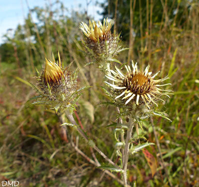 Carlina vulgaris - carline vulgaire - chardon doré