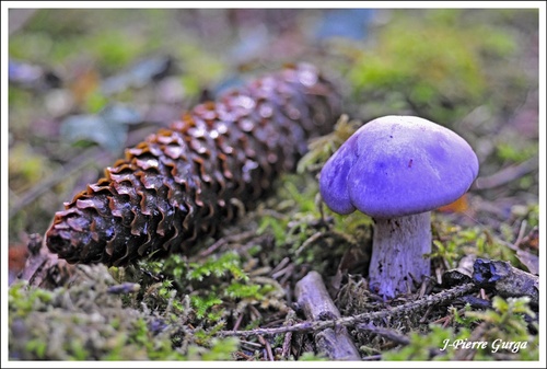 De très beaux champignons vus par Jean-Pierre Gurga, durant l'automne 2012..