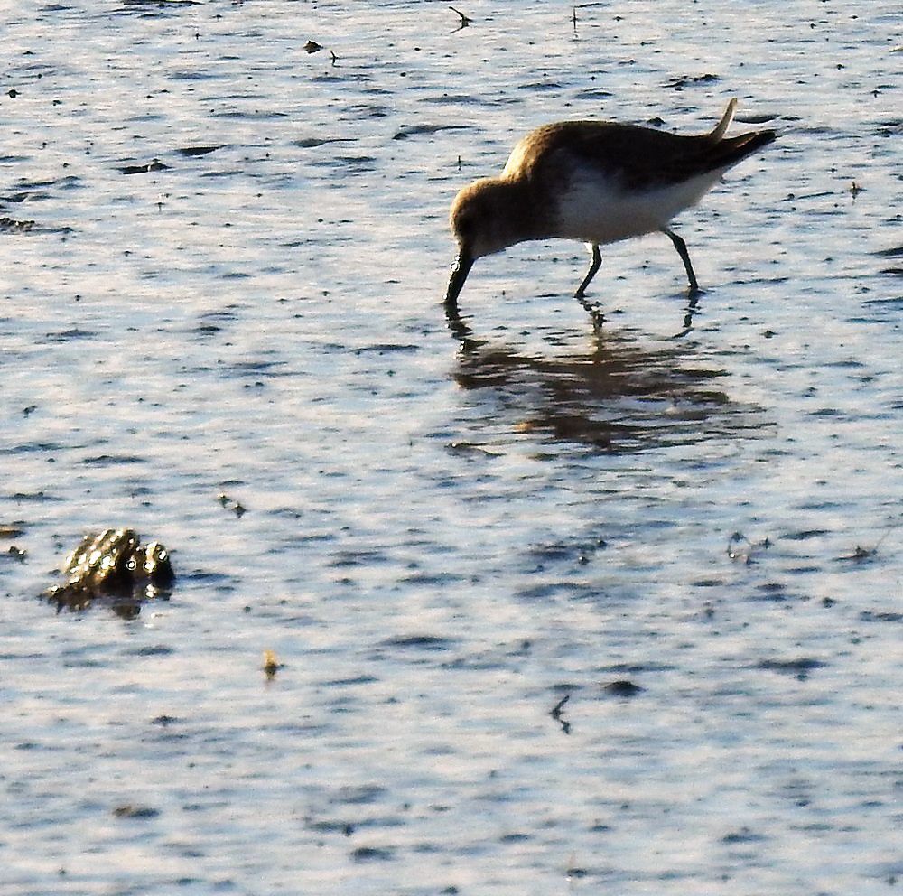 Petits limicoles au bord du Bassin d'Arcachon - décembre 2020...