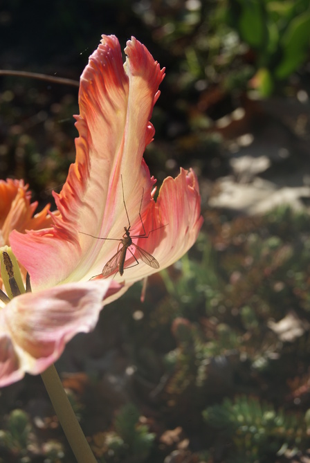 Tulipes perroquet rouge et or.