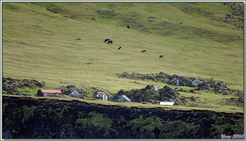 Après le champ de patates, nous arrivons à Cave Point, avec ses "résidences secondaires" et ses vaches en liberté - Tristan da Cunha