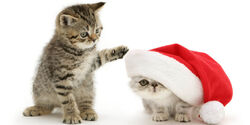 Cartes de Noël chats 1 et 2.