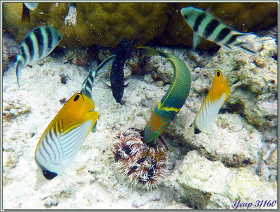 Aquarium naturel : Poissons-papillons cocher, girelles, sergents-majors ... - Anse Marie-Louise - Mahé - Seychelles