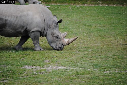 Rhinocéros d'Afrique en position comme le logo de Cerza. 