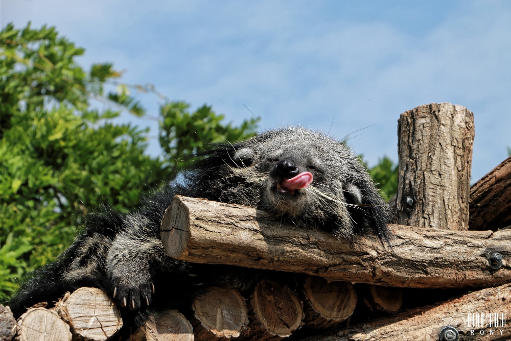 Trop craquant notre Binturong