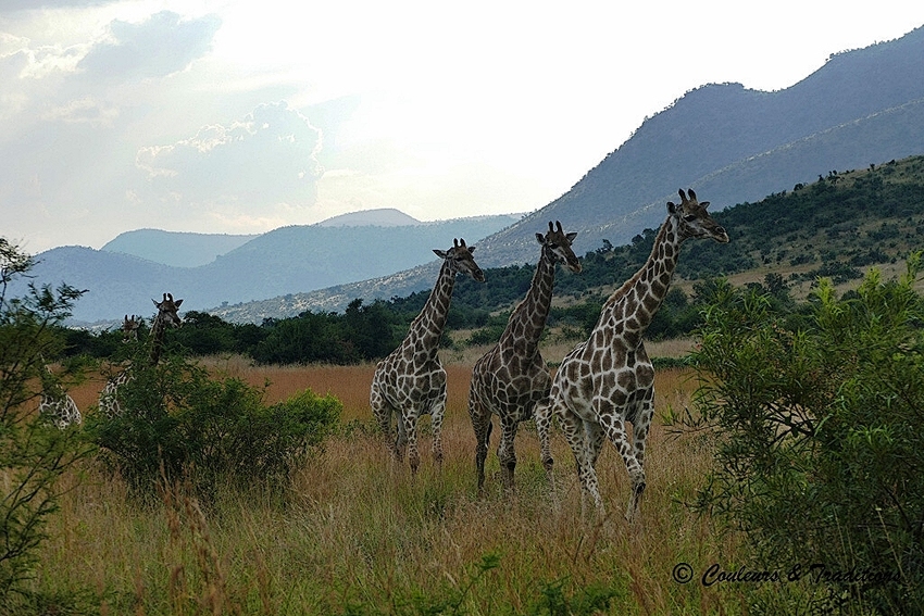 2 Familles de girafes 