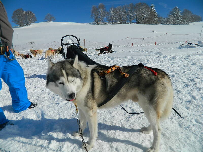 chiens des glaces