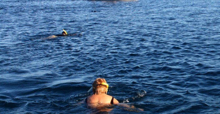 Ile Maurice : Nage avec les dauphins